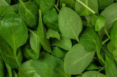 Ispanak arkaplanı tam görüntü. Yemek tarifi geçmişi. Kapatın. Üst görünüm.