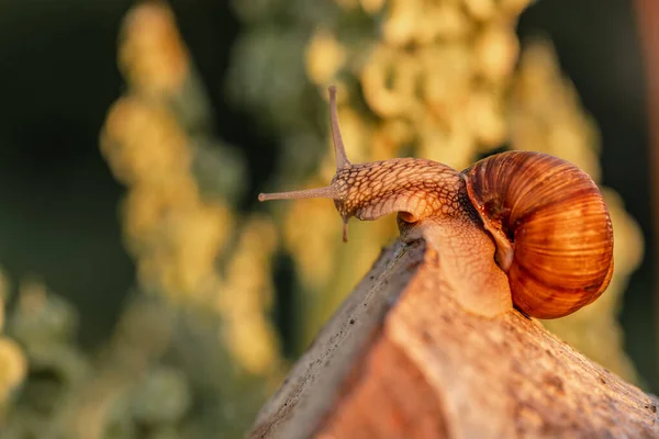 A slow grape snail crawls up the bark of a tree overgrown. Snails in the nature.