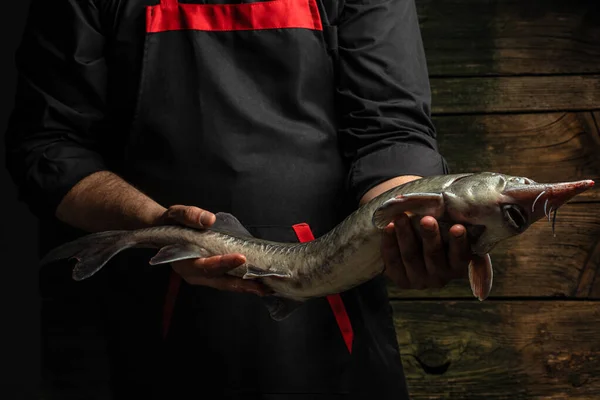 Sturgeon fish cooking process, The chef is holding a large raw sturgeon in his hands, Culinary, cooking, bakery concept,