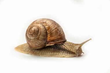 Bahçedeki salyangoz bembeyaz. Helix pomatia da Roma salyangozu, Burgundy salyangozu, yenilebilir salyangoz veya salyangoz..