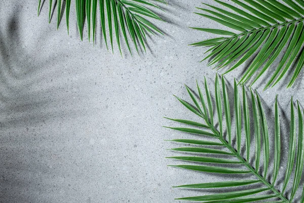 Tropical leaves, Palm plants on light background. Abstract minimalistic scene. top view. place for text.