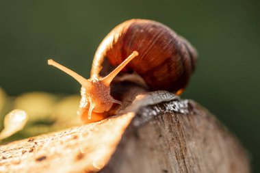Vahşi salyangozlar ormanda çimlere tutunuyorlar. Bahçedeki bitkinin üzerinde süzülen bakır salyangoz..