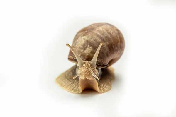 흰색에 고립된 달팽이 Helix Pomatia 로마의 달팽이 부르고뉴 달팽이 달팽이 — 스톡 사진