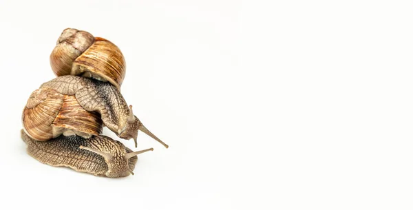 배경에 고립되어 의정원 달팽이 — 스톡 사진