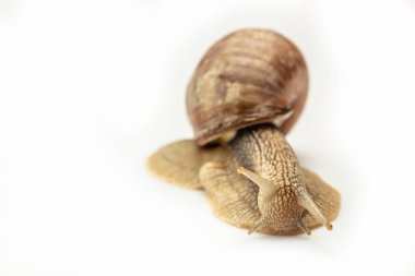 Beyaz arka planda büyük bir salyangoz. Helix pomatia, Burgundy, Roma salyangozu.