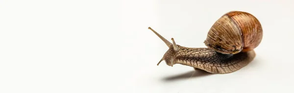 白色背景上的大蜗牛 太阳神石榴 勃艮第 罗马Escargot — 图库照片