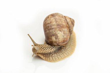 Beyaz arka planda büyük bir salyangoz. Helix pomatia, Burgundy, Roma salyangozu.