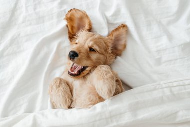 İngiliz cocker spaniel köpek yavrusu yatağa uzanıyor. Bir köpek evcil hayvanının hayatından komik anlar.