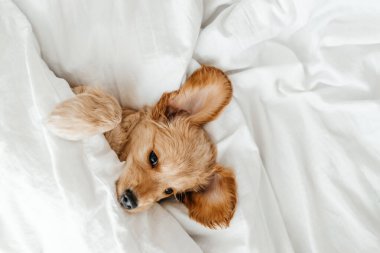 İngiliz cocker spaniel köpek yavrusu yatağa uzanıyor. Bir köpek evcil hayvanının hayatından komik anlar.