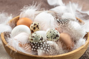 Hafif arka planda tüyleri olan tavuk ve bıldırcın yumurtaları. en üstteki görünüm.