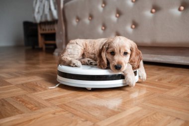 Pet friendly smart vacuum cleaner. Cute golden cocker spaniel puppy dog with while robot vacuum cleaner works close to him. smart technology concept.