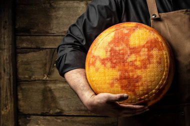 Peynir üreticisinin elinde bir kafa dolusu sert peynir. mermer peynir,