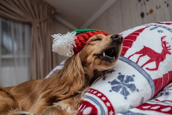 Dog wearing reindeer antlers headband sits in a pile of blankets and pillows against the background of a garland, New year and Christmas concept,