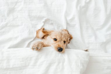 İngiliz cocker spaniel köpek yavrusu yatağa uzanıyor. Bir köpek evcil hayvanının hayatından komik anlar.