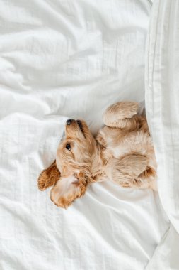 Beyaz bir battaniyenin üzerinde küçük komik bir köpek yavrusu, Bir köpeğin komik anları,