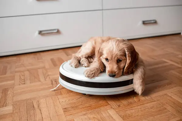 Pet friendly smart vacuum cleaner. Cute golden cocker spaniel puppy dog with while robot vacuum cleaner works close to him. smart technology concept.
