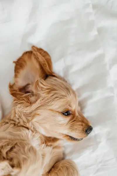 Cute playful doggy or pet Cocker Spaniel puppy dog on white bed. Funny moments of a dog.