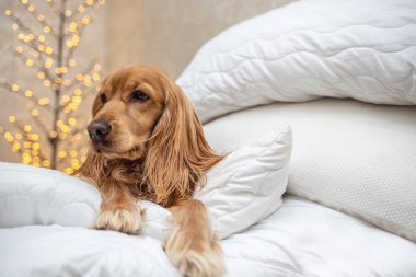 Av köpeğinin kafası, içinde Noel resimleri olan battaniye ve yastıkların içinde. Evdeki soğuk hava sıcaklığı. Soğuk kışta bir evi ısıtma kavramı.