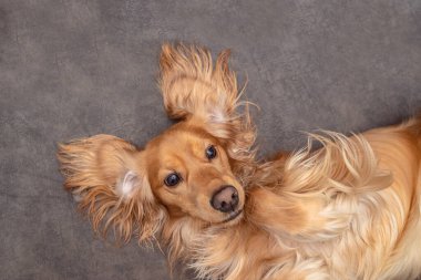 Şirin, oynak köpek ya da evcil Cocker Spaniel köpek yavrusu. Bir köpeğin komik anları.