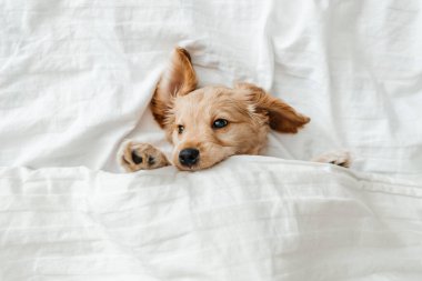 Şirin, oynak köpek ya da beyaz yatakta evcil Cocker Spaniel köpek yavrusu. Bir köpeğin komik anları.