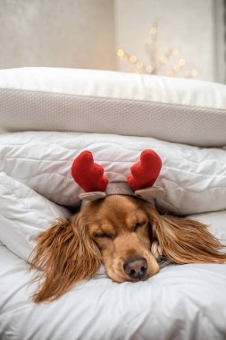 Ren geyiği boynuzları takan köpek, bir çelenk, yeni yıl ve Noel konseptine karşı battaniye ve yastık yığını içinde oturur.,