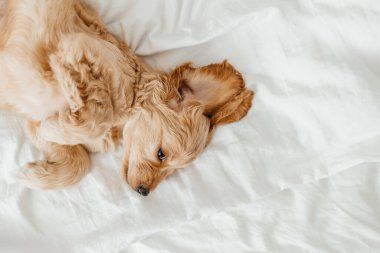 Cocker Spaniel Puppy. Küçük bej renkli cocker spaniel, koyu bir arka planda kameraya bakıyor.,