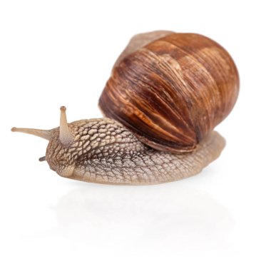 Bahçedeki salyangoz bembeyaz. Helix pomatia da Roma salyangozu, Burgundy salyangozu, yenilebilir salyangoz veya salyangoz..