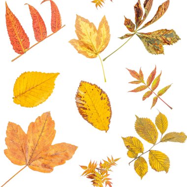 Beyaz arka planda sarı ve turuncu sonbahar yapraklarının pürüzsüz deseni,