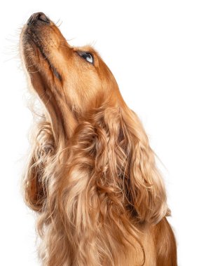 Beyaz arka planda İngiliz cocker spaniel köpeğinin kafasından..
