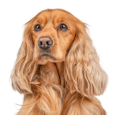 Beyaz arkaplanda izole edilmiş bir İngiliz cocker spaniel portresi,