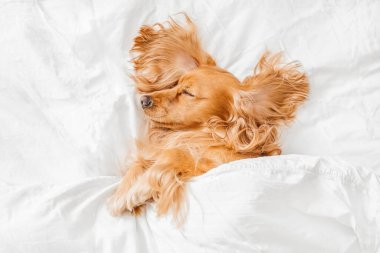 Evdeki beyaz yatakta yatan sevimli Cocker Spaniel. Boşluğu kopyala, üst görünüm.