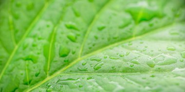 Yeşil desenli yaprağa su damlaları, yakın çekim makro doğa. Temiz gezegeni ve Ekoloji kavramını kurtar.