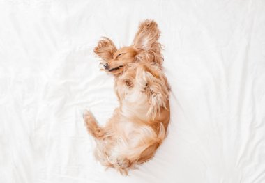 Eğlenceli, komik İngiliz Cocker spanyel yatmadan önce yatakta uzanıyor.,