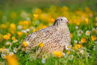 Common quail bird, domestic quails on grass, concept of ecological farm products,