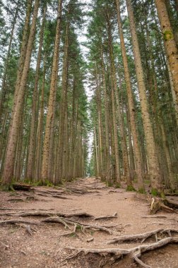 Çam ormanı. Çam sandıkları. Kozalaklı ağaçlar, Orman yolu dikey görüntüsü,