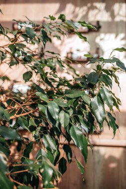 Güneş ışığının altında arka planda gölgeler olan fitil Benjamin. Kapalı alandaki bitkilerin modası. Ev bitkileri bakım konsepti.