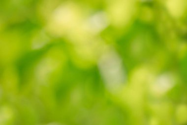 Soyut yeşil bulanık doğal arkaplan yumuşak bokeh ve ışık noktalarıyla.