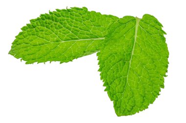 Beyaz arkaplanda izole edilmiş canlı yeşil nane yaprakları..