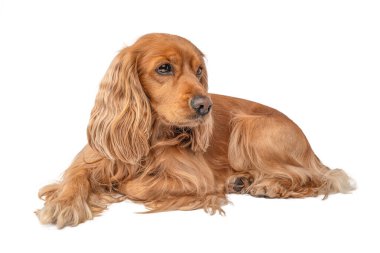 Altın Cocker Spaniel beyaz arka planda yatıyor, izole edilmiş portre..