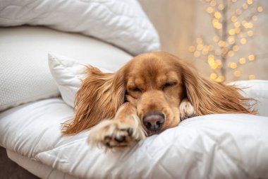Adorable dog resting on soft white pillows with festive warm lights creating a cozy Christmas atmosphere