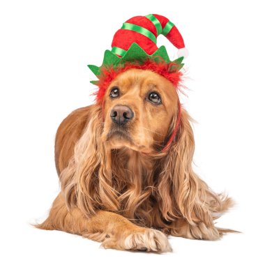 Beyaz arka planda soyutlanmış, Noel şapkalı şirin bir köpek. Bayram tebrik kartları, kış kutlaması ya da mevsimlik tasarım için evcil hayvan portresi.