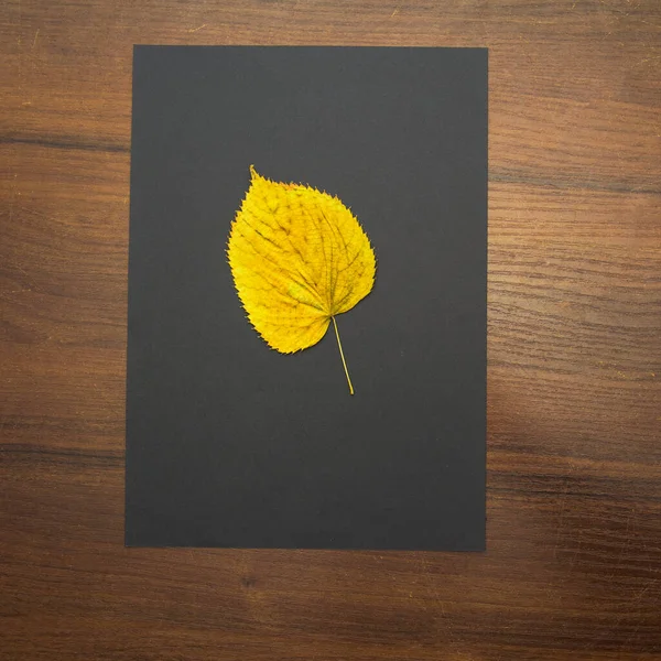 Осенние Листья Черном Фоне — стоковое фото
