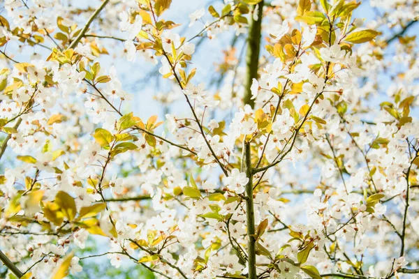 꽃피는 아름다운 벚나무 — 스톡 사진