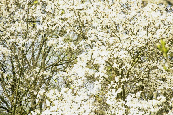 정원에서 아름다운 꽃봉오리의 — 스톡 사진