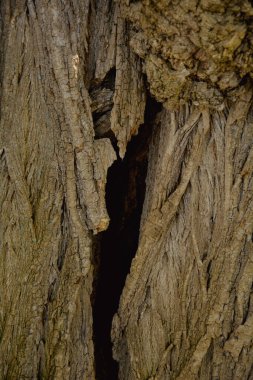 Bir ağaç gövdesini kapatın.