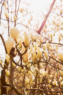 Güzel bir parkta güzel manolya tomurcukları