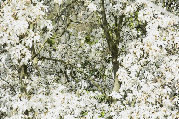 아름다운 공원에 아름다운 목부용 꽃봉오리 — 스톡 사진