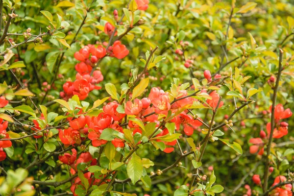 Красиві Червоні Ягоди Дерева Саду — стокове фото