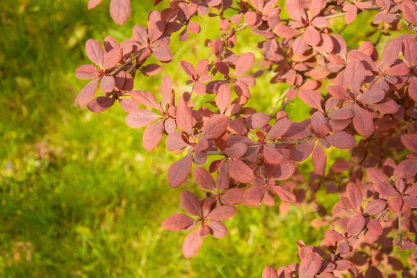 Крупним Планом Фото Красивих Рожевих Квітів Гілці Дерева — стокове фото