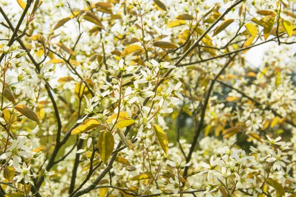 Hermosas Flores Cerezo Hermoso Parque Primavera — Foto de Stock